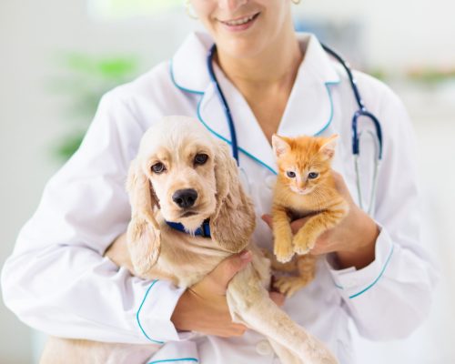 Vet examining dog and cat. Puppy and kitten at veterinarian doctor. Animal clinic. Pet check up and vaccination. Health care for dogs and cats.